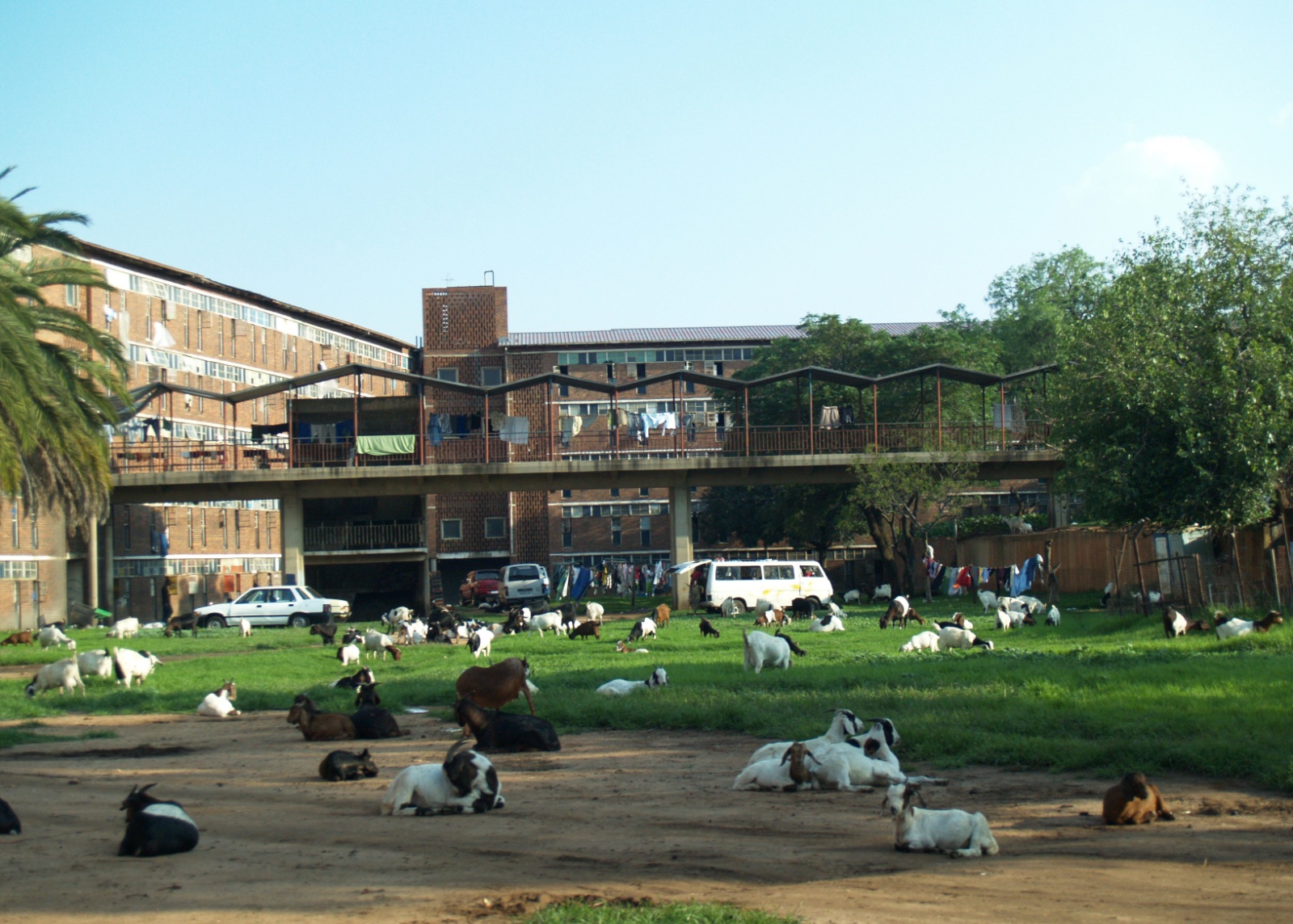 Alexandra. Men and goats